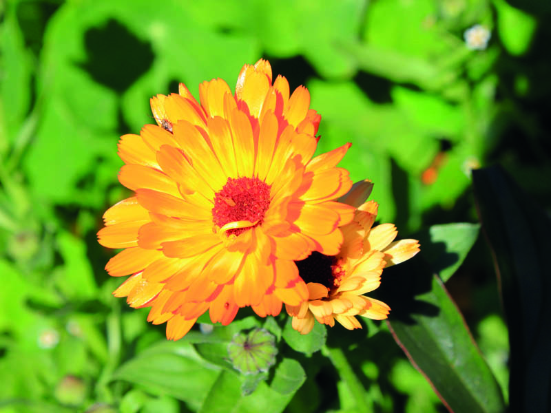 Schöne Blume aus dem Garten