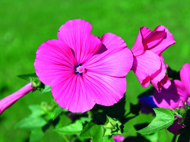 Schöne Blume aus dem Garten